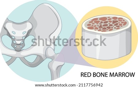 Red bone marrow on white background illustration Royalty-Free Stock Photo #2117756942