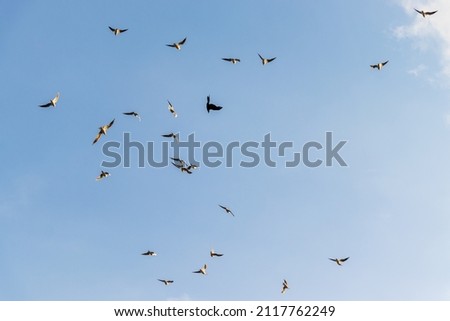 Many seagulls flying in the blue sky