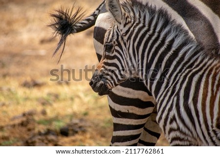 Zebras in Kenya, Masai Mara