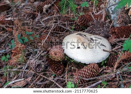 White mushroom in the forest among pine cones, twigs and branches. Vegetarian healthy food.