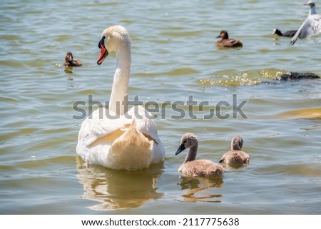 A female mute swan, Cygnus olor, swimming on a lake with its new born baby cygnets. White swan and its chicks. Mute swan protects its small offspring. Gray, fluffy new born baby cygnets.