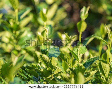 Green bushes with young leaves in the sunset. Background springtime image.