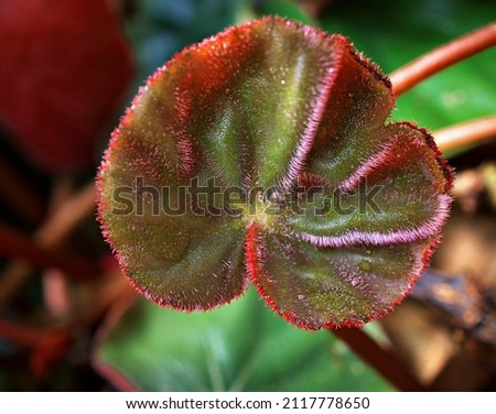 Painted Leaf red foliage King Begonia ,Painted Begonia ,Hybrid Rex Begonia annulata ,Curly Fireflush flower plant ,tropical and Tender Perennials ,Hairy begonia rex cultorum group ,Begoniaceae family 