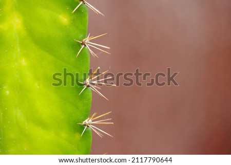 Close-Up Of Beautiful Green cactus use for Background