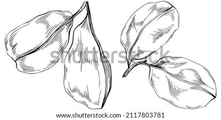 Carob Sketch forest leaves isolated, suitable for nature concept, summer and holiday. Black and white clip art isolated. Antique vintage engraving illustration for emblem. Herbal medicine.