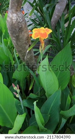 Canna lily indica, commonly known as Indian shot, African arrowroot, edible canna, purple arrowroot, Sierra Leone arrowroot, is a plant species in the family Cannaceae.