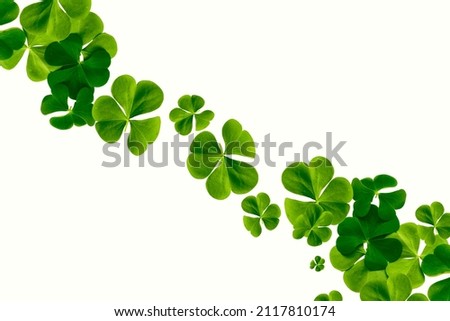 green clover leaves isolated on white background. St.Patrick 's Day. foliage shamrock. frame