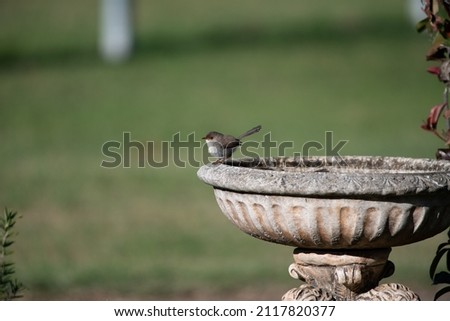 Female Fairy Wren on a bird bath