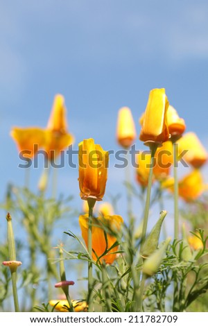 close up of california poppy flower