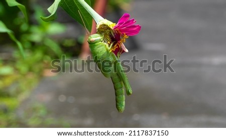 A grasshopper perched on a pink zinnia flower.