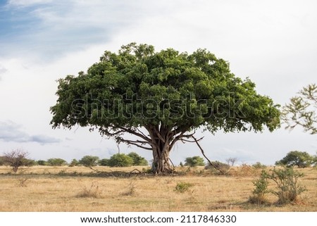 An old large Wild fig tree standing tall in the Savannah grassland Royalty-Free Stock Photo #2117846330