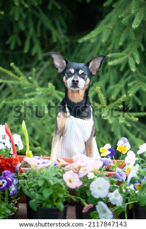 Dog in an apron, surrounded by flowers and garden tools, an image of a gardener, a grower. The concept of spring planting