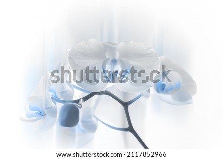 White and blue orchidee beautiful background for a card