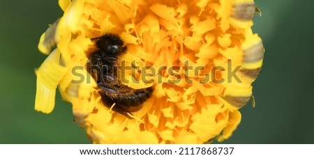 Bee asleep in a flower, Yateley Common, Hampshire, UK