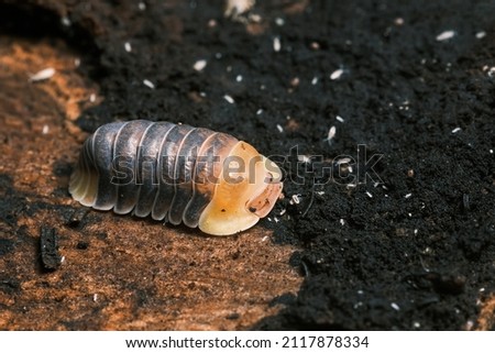 Isopod - Dairy Cow, On the bark in the deep forest, macro shot isopods, Cubaris Rubber ducky, panda, Cubaris amber ducky.