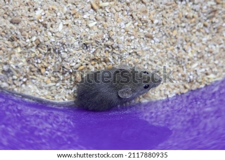 a small gray mouse is sitting on a grain of wheat. portrait of a mouse. rodent spoils the harvest