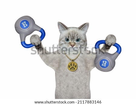 An ashen cat athlete lifts two blue twelve kilogram kettlebells. White background. Isolated.