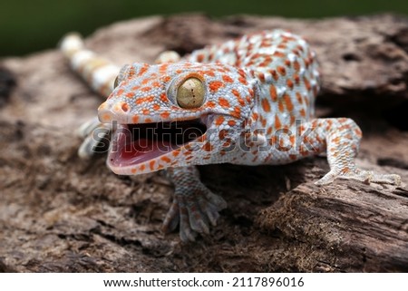 The Tokay Gecko (Gekko gecko) on wood. Royalty-Free Stock Photo #2117896016
