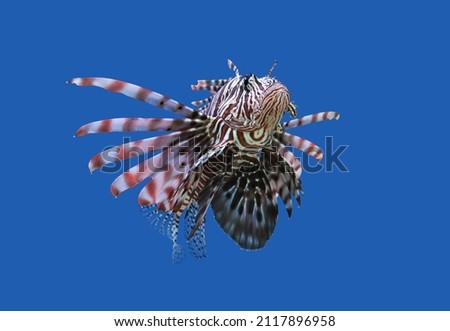 A beautiful Red Lionfish (Pterois volitans) on isolated blue  background. It is a popular marine aquarium fish, a venomous coral reef fish in the family Scorpaenidae.