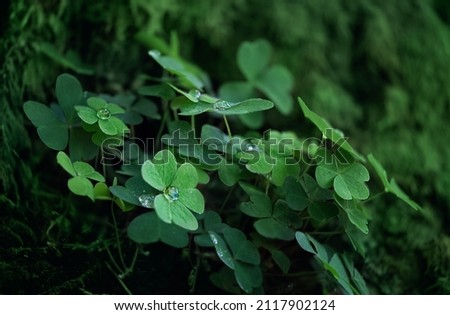 Clover leaves with water drops close up, green natural background. summer nature. ecology, earth day. Green three-leaves, shamrocks, symbol of St.Patrick`s day holiday