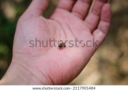 A closeup picture of a tiny yellow and black striped bee landing on a palm of a farmer after extracting honey from a bee hive.