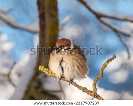 Close-up shot of the fluffy Eurasian tree sparrow (Passer montanus) sitting on a branch in bright sunlight in winter day. Detailed portrait and plumage of the bird cleaning feathers Royalty-Free Stock Photo #2117907239