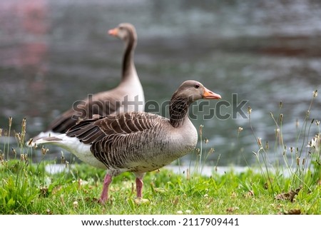 Gray geese stand in front of a body of water in the meadow against a blurred background