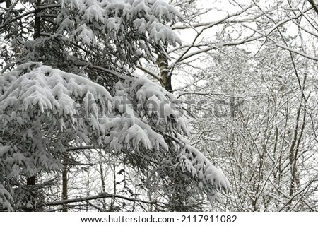 spruce branches bent from heavy snow