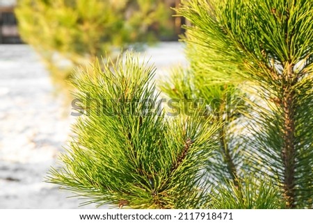 Pine tree branches on sunny winter day, closeup