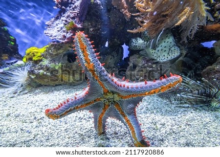 Bottom view of Blue spiny starfish of aquarium glass. Coscinasterias tenuispina species native to the Atlantic Ocean and the Mediterranean seas, living in shallow waters. Royalty-Free Stock Photo #2117920886
