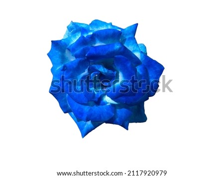 blue rose on white background isolated