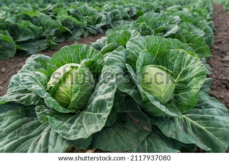 young cabbage grows in the farmer field, growing cabbage in the open field. agricultural business Royalty-Free Stock Photo #2117937080