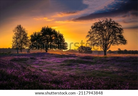 Sunset over the flower meadow. Sundown on meadow flowers landscape Royalty-Free Stock Photo #2117943848