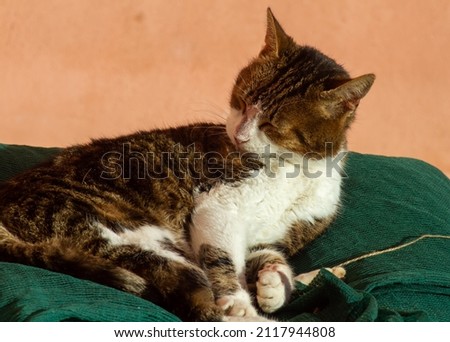 The striped cat lies on green net , cleaning body before sleeping in afternoon.Animal lovers.Pet photos concept . Outdoor cats.Photography in Natural light.