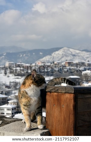 A stray cat in the foreground, the ancient city of Safranbolu in the background. Selected focus.