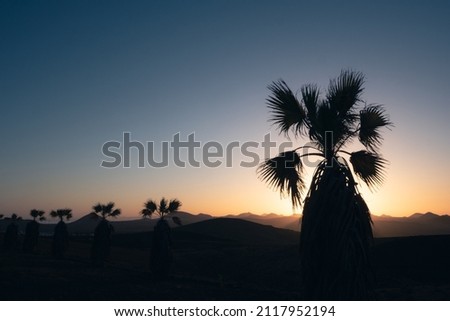 silhouetted row of date palm trees with fan leaves at sunset 