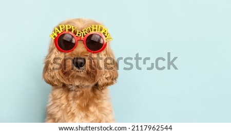 Funny dog celebrating with happy birthday sunglasses Royalty-Free Stock Photo #2117962544