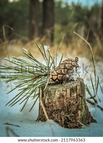 Close up of a dry pine cone with fir brunch on the stump in park with blurry background. Winter concept and composition of nature decorations in forest. Stump from felled tree and fir cones in snow. 