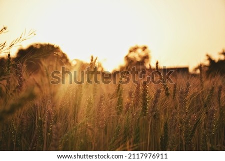 Wheat field in indian village 