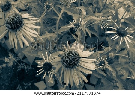 Black and white echinacea flowers. Echinacea background for poster, branding, calendar, multicolor card, banner, cover, post, header for website. High quality photo
