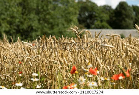 Field of flowering cereals and poppies