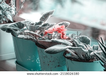 Still life photography of pink flower. Vintage flower concept. Pink violet in blue flower pot. Vintage floral background with green leaves and old rusty vase. Minimal plant isolated on the wall.