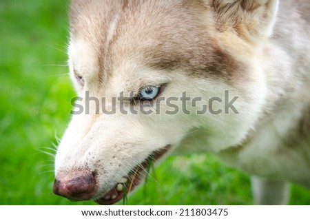 Blue eyes siberianhusky eating  grass
