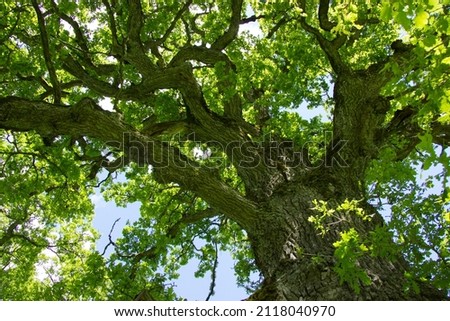 Giant oak tree. View from below. Latvia.