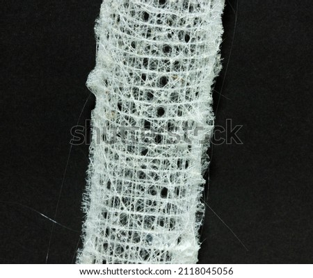 The Glass Sponge, or Venus Flower Basket makes a delicate but rigid lattice of silicate spicules extracted from seawater. They are found in tropical seas about 150-300 ft deep Royalty-Free Stock Photo #2118045056