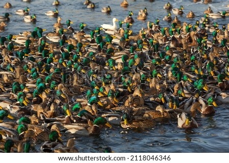 Ducks in winter in the park. Birds winter in the city. Lots of wild ducks.