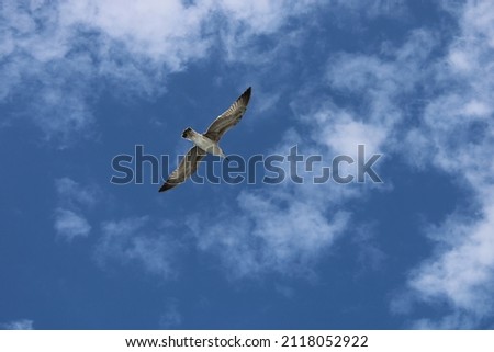 Seagull flying in the sky. clouds in the background.