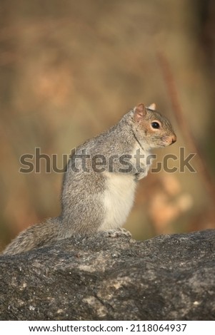 Upright standing squirrel is so cute