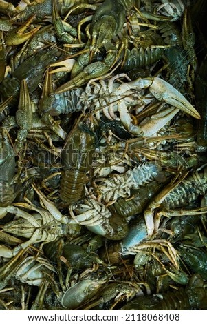 lots of fresh crayfish for sale