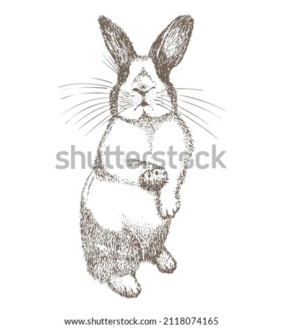 White rabbit with black spots around the eyes. Seating bunny. Hare isolated on white background. Hand drawn sketch Enaving style. Chinese New Year Symbol. Easter cheerful character in mask. Vector